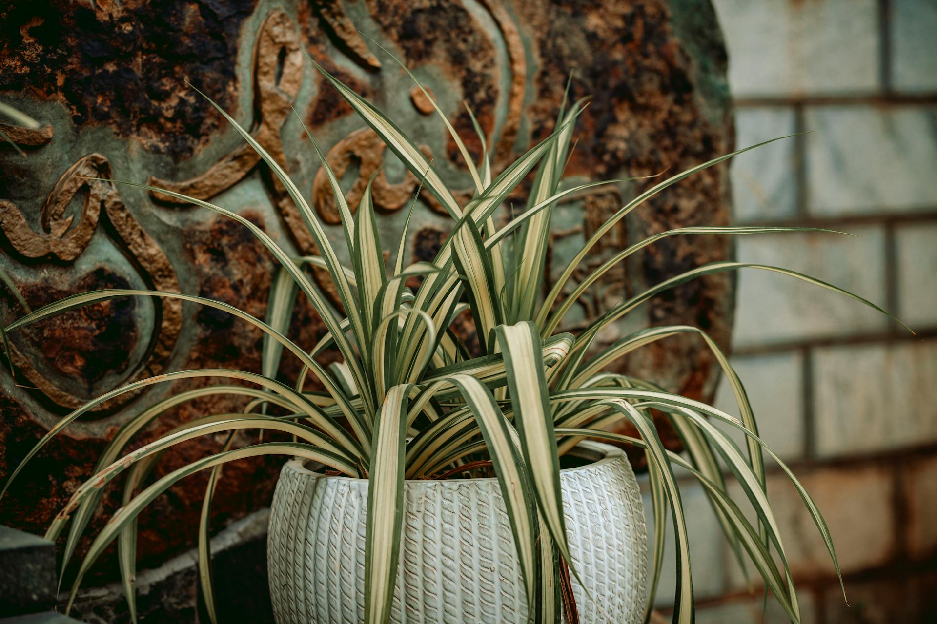 Spider Plant